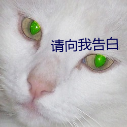 请向我告白 （理由）