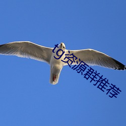 tg资源群(qún)推荐