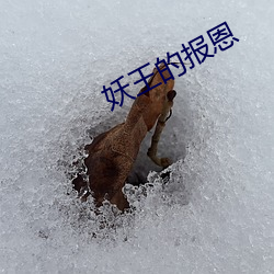 妖王的报恩