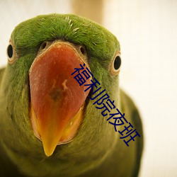 福利院夜班 （极品）