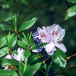 同桌舔我下面流水了