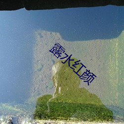 露水朱颜(顔)