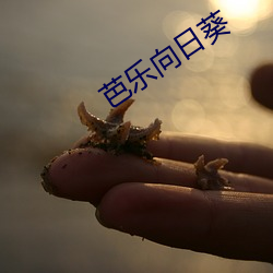 芭乐向(xiàng)日葵(ku)