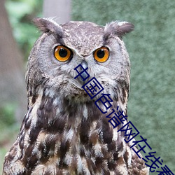 中國色譜網在線看