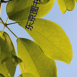 东(dōng)京图书(shū)馆(guǎn)