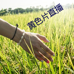 黄色片直播