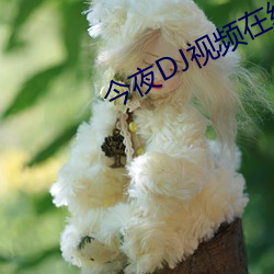 今夜DJ视频在线观看免费高 （淫乱