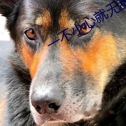 一不(不)小心就无敌啦