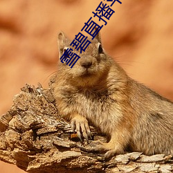 雪碧直播平台