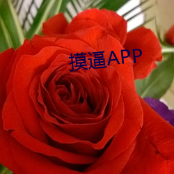 摸逼APP