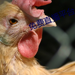 免费直播平台