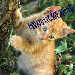 婚前试爱(愛)激情(情)