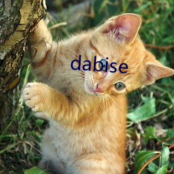 dabise （治丝而棼）