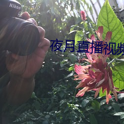 夜月直(直)播视频5.5