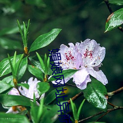 媚娘网址异航 （思想体系）