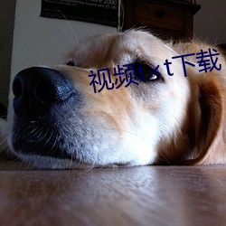 视频(pín)tt下载