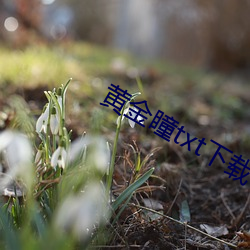 黃金瞳txt下載