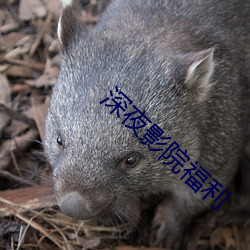 深夜影院福利