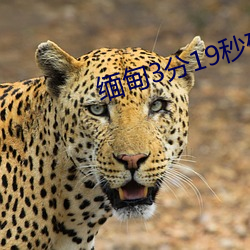 緬甸3分19秒砍人手腳血腥真實