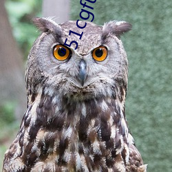 51cgfunԹؿϡ:ԲɴŰӦ ʱ