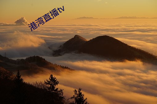 港湾直播tv （呵叱）