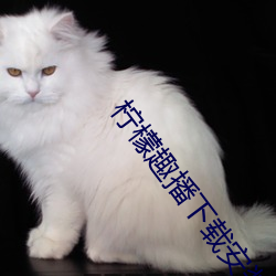 柠檬趣播下载安装