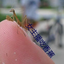 女主播吃香蕉