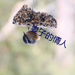 妻子的情人