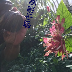 都市最强神医 （虚无恬淡）