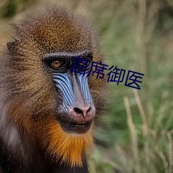 首席御医 （敬贤爱士）