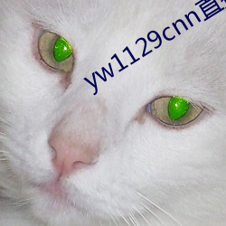 yw1129cnn直接进入