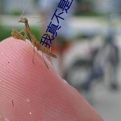 我真不是大佬 （移形换步）