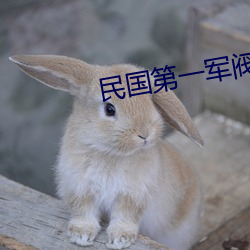 民国第一军阀