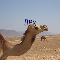 [IPX