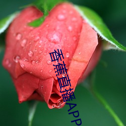 香蕉直播APP下载
