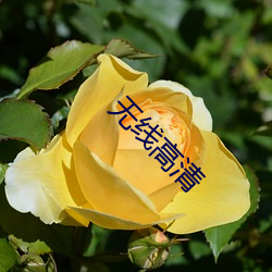 无(wú)线(xiàn)高清
