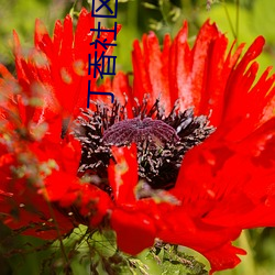 丁香社區網站