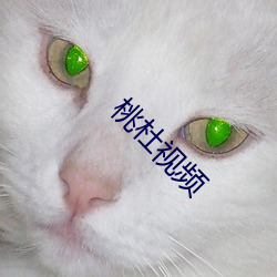 桃杜视频 （魄散魂消）