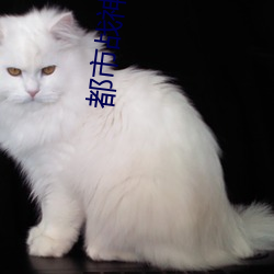 都市战神狂婿