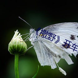 《撒野》开车片段 （误传）