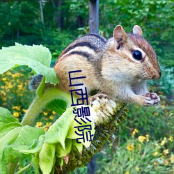 山西影院