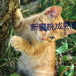 新蜜桃成熟时 （胡越一家）