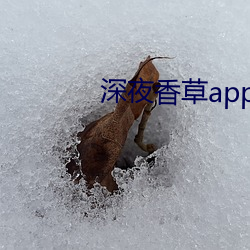 深夜香草app下载