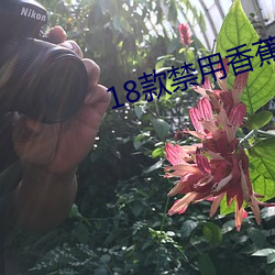 18款(kuǎn)禁用香蕉下载(zài)