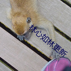 林(lín)心如林更(gèng)新