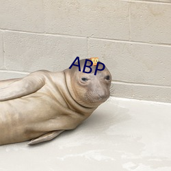 ABP （结彩）