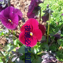 夜晚必(必)备的(的)直(直)播软件