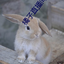 橘子直播間app