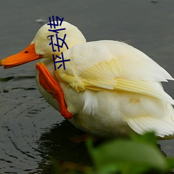 平安传(chuán)