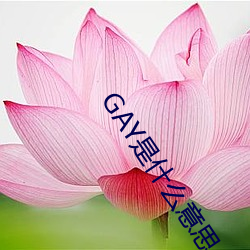 GAY是(shì)什(shén)么意思(sī)